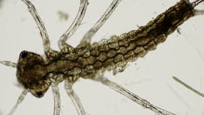 Attēlu rezultāti vaicājumam “Ephemeroptera larva”