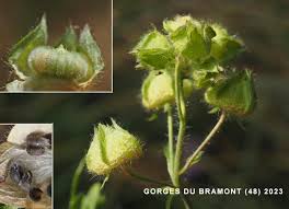 Attēlu rezultāti vaicājumam “Malva moschata alba fruit”