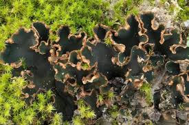 Attēlu rezultāti vaicājumam “Peltigera malacea”