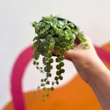 Attēlu rezultāti vaicājumam “Sphagnum platyphyllum”