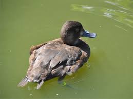 Image result for Aythya affinis