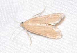 Attēlu rezultāti vaicājumam “Sciota fumella”