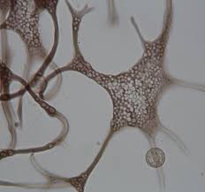 Attēlu rezultāti vaicājumam “Cribraria oregana”