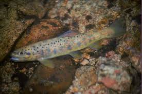 Image result for Salmo macrostigma