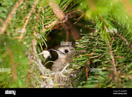 Attēlu rezultāti vaicājumam “Regulus regulus adult”