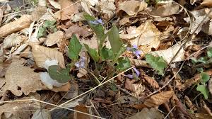 Attēlu rezultāti vaicājumam “Viola reichenbachiana leaf”