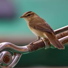 Image result for Acrocephalus aedon