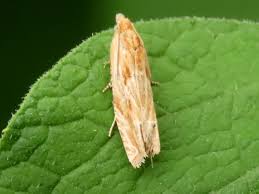 Attēlu rezultāti vaicājumam “Eucosma aspidiscana”