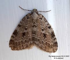 Attēlu rezultāti vaicājumam “Epirrita sp.”