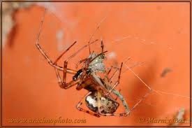 Attēlu rezultāti vaicājumam “Neriene montana”