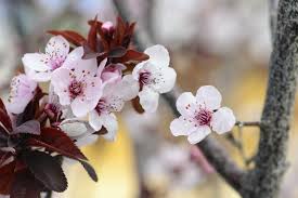 Attēlu rezultāti vaicājumam “Prunus cerasifera var. divaricata bud”