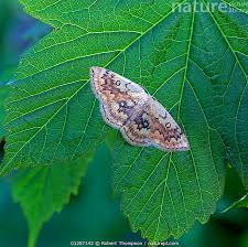Attēlu rezultāti vaicājumam “Cyclophora annularia”
