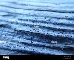 Attēlu rezultāti vaicājumam “Xylographa paralella”