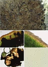 Attēlu rezultāti vaicājumam “Petractis sp.”
