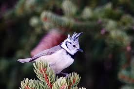 Attēlu rezultāti vaicājumam “Lophophanes cristatus”