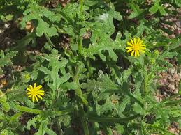 Attēlu rezultāti vaicājumam “Senecio viscosus flower”