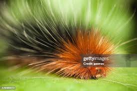 Attēlu rezultāti vaicājumam “Arctia caja larva”