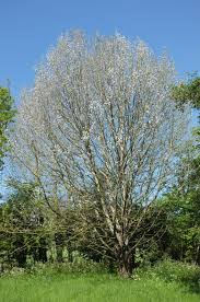 Attēlu rezultāti vaicājumam “Populus”