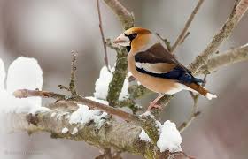 Attēlu rezultāti vaicājumam “Coccothraustes coccothraustes”
