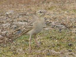 Image result for Anthus campestris