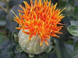 Image result for Carthamus tinctorius