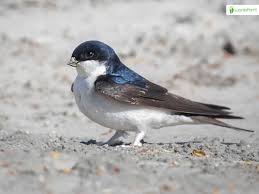 Attēlu rezultāti vaicājumam “Delichon urbicum juvenile”