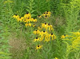 Attēlu rezultāti vaicājumam “Rudbeckia hirta var. pulcherrima flower”