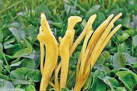 Attēlu rezultāti vaicājumam “Clavaria argillacea”