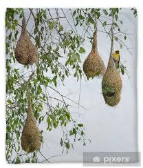 Attēlu rezultāti vaicājumam “Sylvia borin nest”