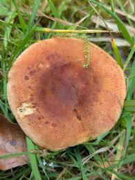 Attēlu rezultāti vaicājumam “Lactarius lygniotus”