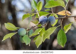 Attēlu rezultāti vaicājumam “Prunus spinosa fruit”