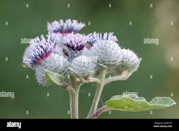 Attēlu rezultāti vaicājumam “Arctium tomentosum flower”