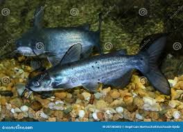 Image result for Ictalurus punctatus