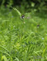 Attēlu rezultāti vaicājumam “Vicia sepium”