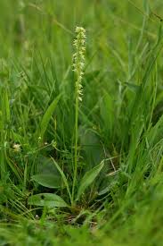 Attēlu rezultāti vaicājumam “Herminium monorchis flower”