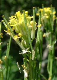 Attēlu rezultāti vaicājumam “Erysimum cheiranthoides flower”