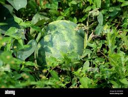 Attēlu rezultāti vaicājumam “Citrullus lanatus leaf”