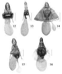 Attēlu rezultāti vaicājumam “Cochylis dubitana”