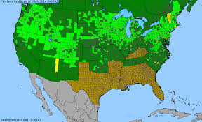Attēlu rezultāti vaicājumam “Stemonitopsis subcaespitosa macro”