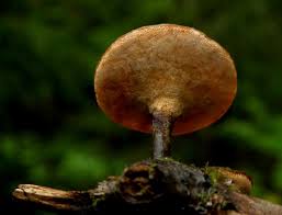 Attēlu rezultāti vaicājumam “Polyporus tubaeformis”