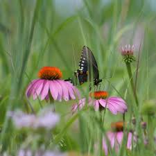 Attēlu rezultāti vaicājumam “Echinacea purpurea bud”