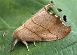 Attēlu rezultāti vaicājumam “Falcaria lacertinaria”