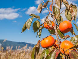「柿の木利江」の画像検索結果