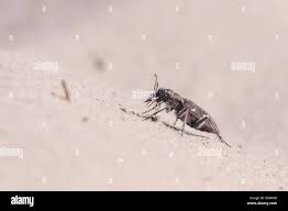 Attēlu rezultāti vaicājumam “Cicindela sylvatica imago”