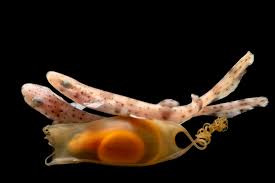 Image result for Scyliorhinus canicula