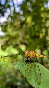 Attēlu rezultāti vaicājumam “Aeshna isoceles”