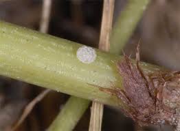 Attēlu rezultāti vaicājumam “Lycaena hippothoe underside”