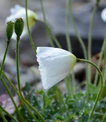 Image result for Alpenmohn