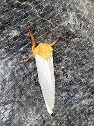 Attēlu rezultāti vaicājumam “Hepialus humuli male”