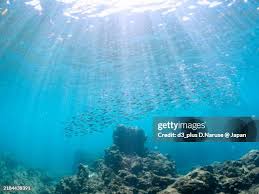 Image result for Clupea pallasii